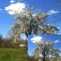 Kreator miniaturek  WebP