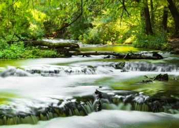 Spływy kajakowe rzeką Tanew.